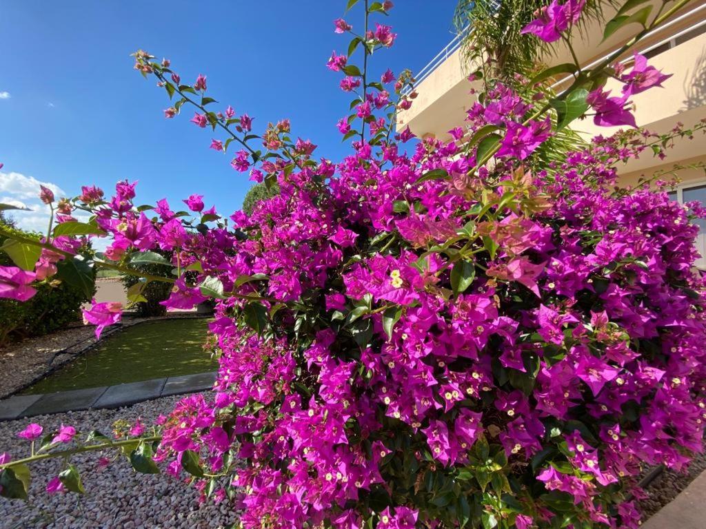Nissi 3 View Holiday 2 Bedroom Apartment أيا نابا المظهر الخارجي الصورة